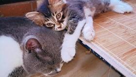 小奶猫福利在线视频,萌宠治愈系，温暖你的每一个瞬间